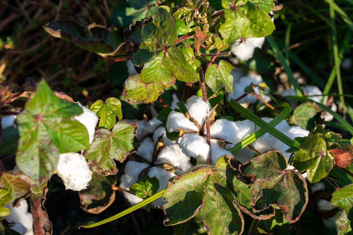 Cotton bolls growing on a plant in a field.