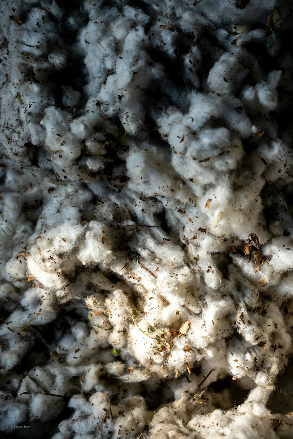 Close-up of raw cotton fibers with dirt and debris