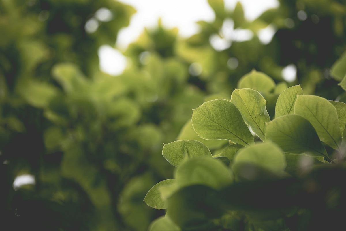 Close-up of vibrant green leaves in soft light